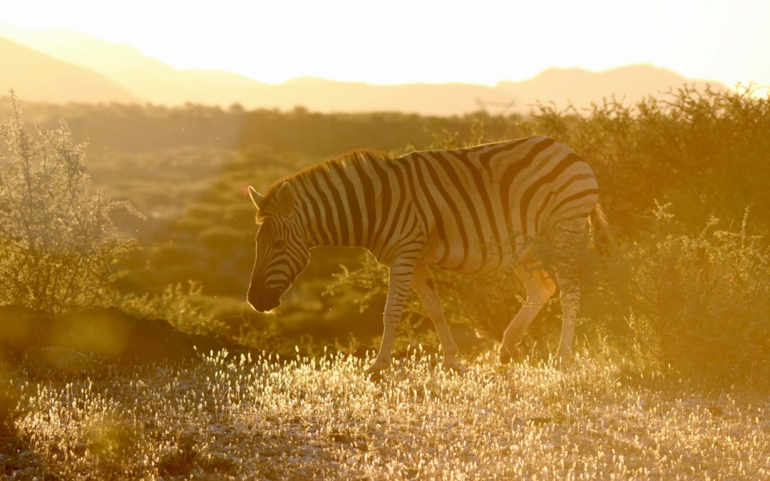 Namibia Trip Report 2018